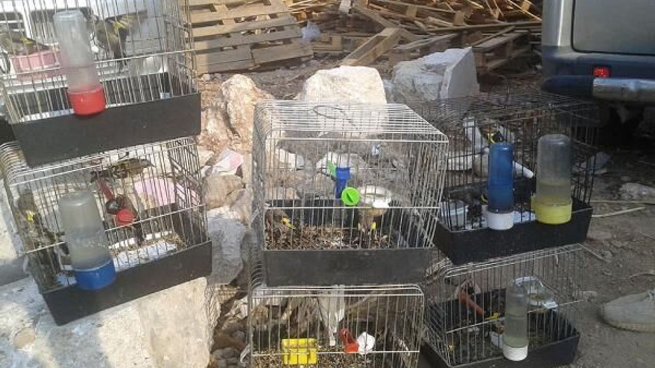 Koruma altındaki saka kuşu satışına 11 bin lira ceza