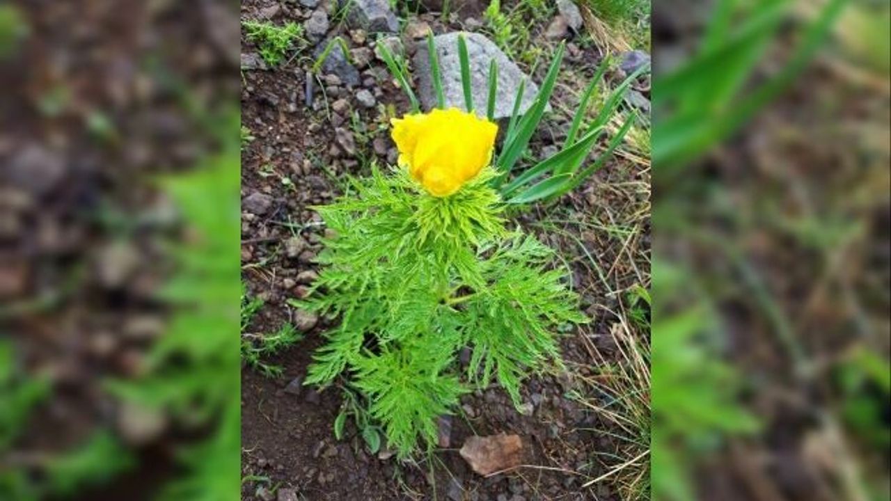 150 yıl sonra görülen 'kandamlası' bitkisi korumaya altında