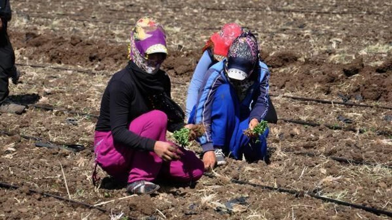 İslahiye'de Alfatoksinle mücadele için biber fidesi kullanılıyor