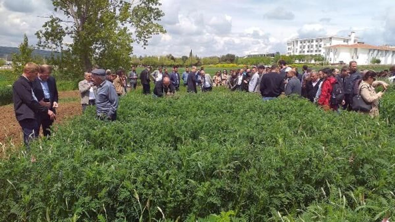 Savaş mağduru korunga bitkisi, anavatanına dönüyor