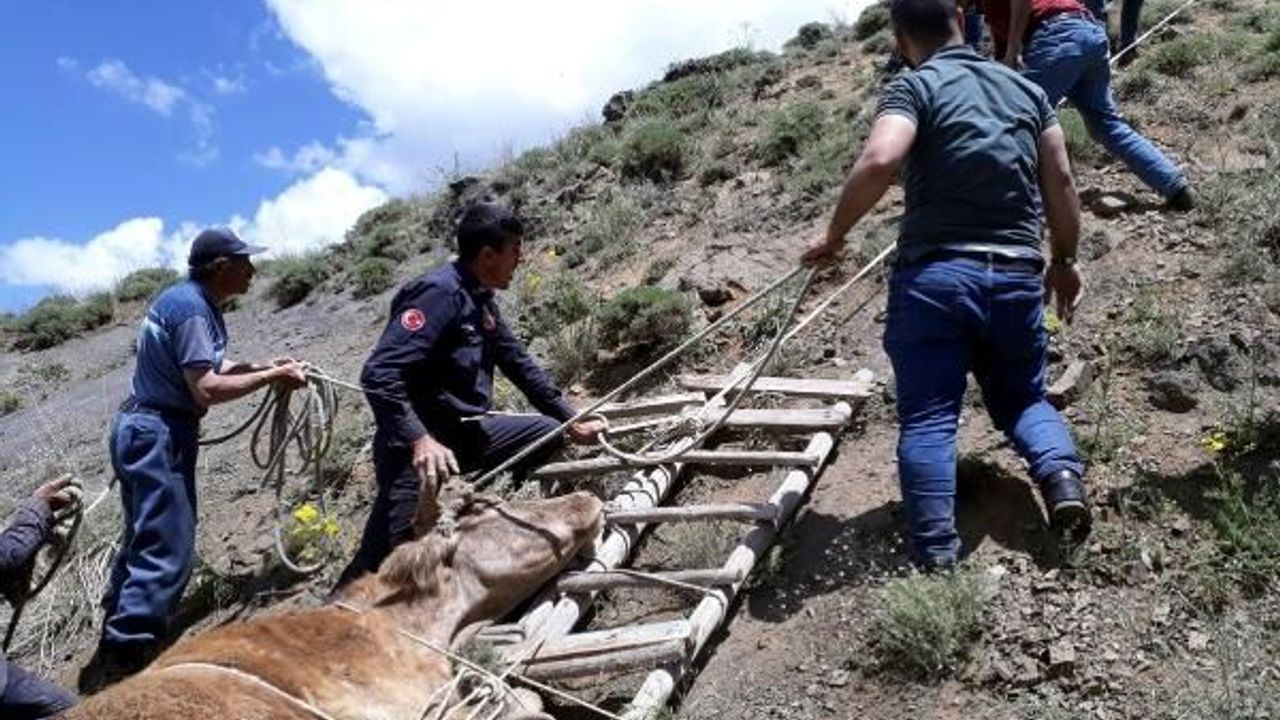 Dereye yuvarlanan inek, merdivenden yapılan sedye ile kurtarıldı