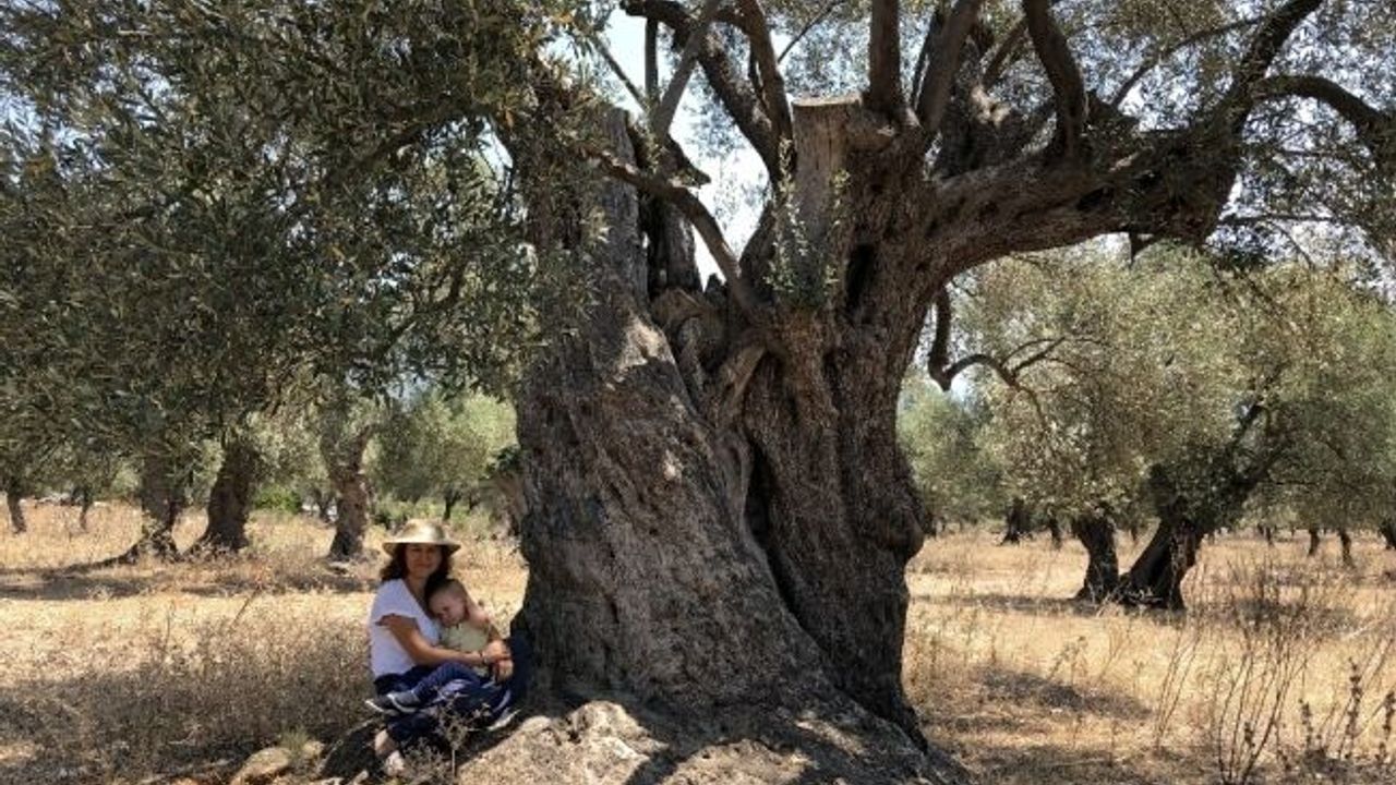 Hobi amaçlı satın aldığı tarlanın içindeki zeytin ağacı 3200 yıllık çıktı