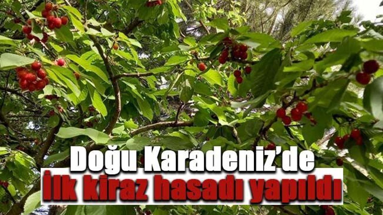 Doğu Karadeniz’in ilk kiraz hasadı  yapıldı