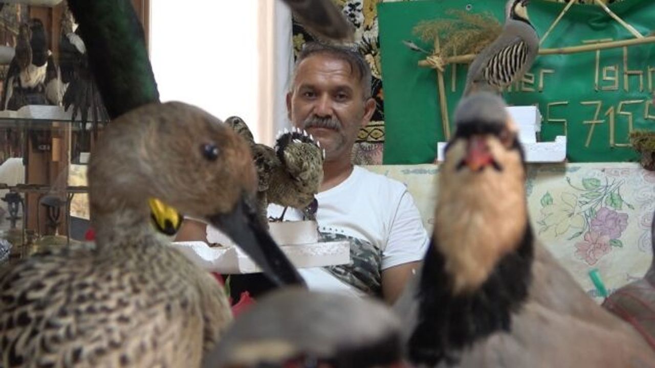 Tahnit ustası av köşkünde doldurduğu kanatlı hayvanları sergiliyor