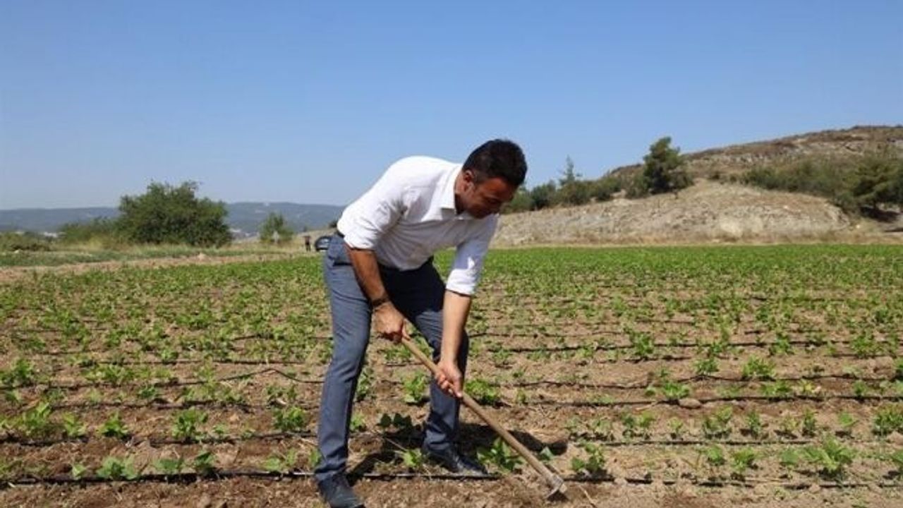 Tarım ve Orman Müdürü Yoldaş, işçilerle çapa yaptı