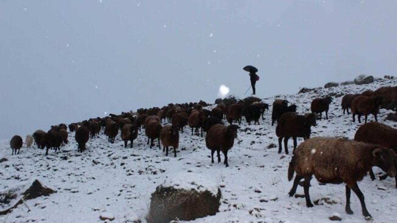 Yaylalardan indirilmeye başlanan koyun sürüsü kar, tipiye yakalandı
