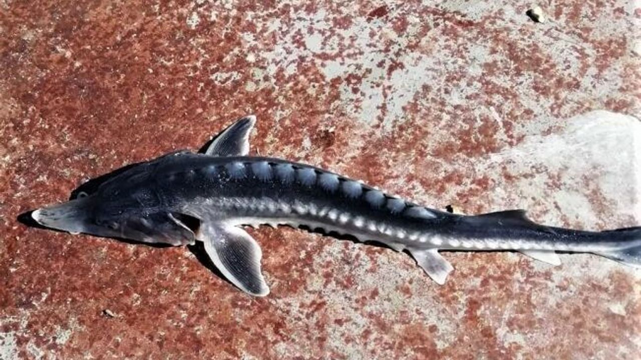 Keban Baraj Gölü’nden çıkan balık şaşkınlığa neden oldu