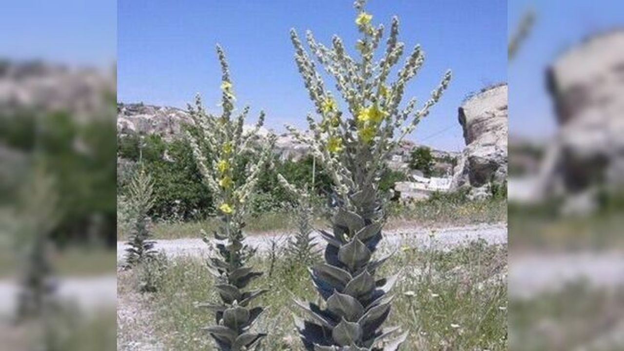 Kütahya’nın 6 endemik bitki türü koruma altında