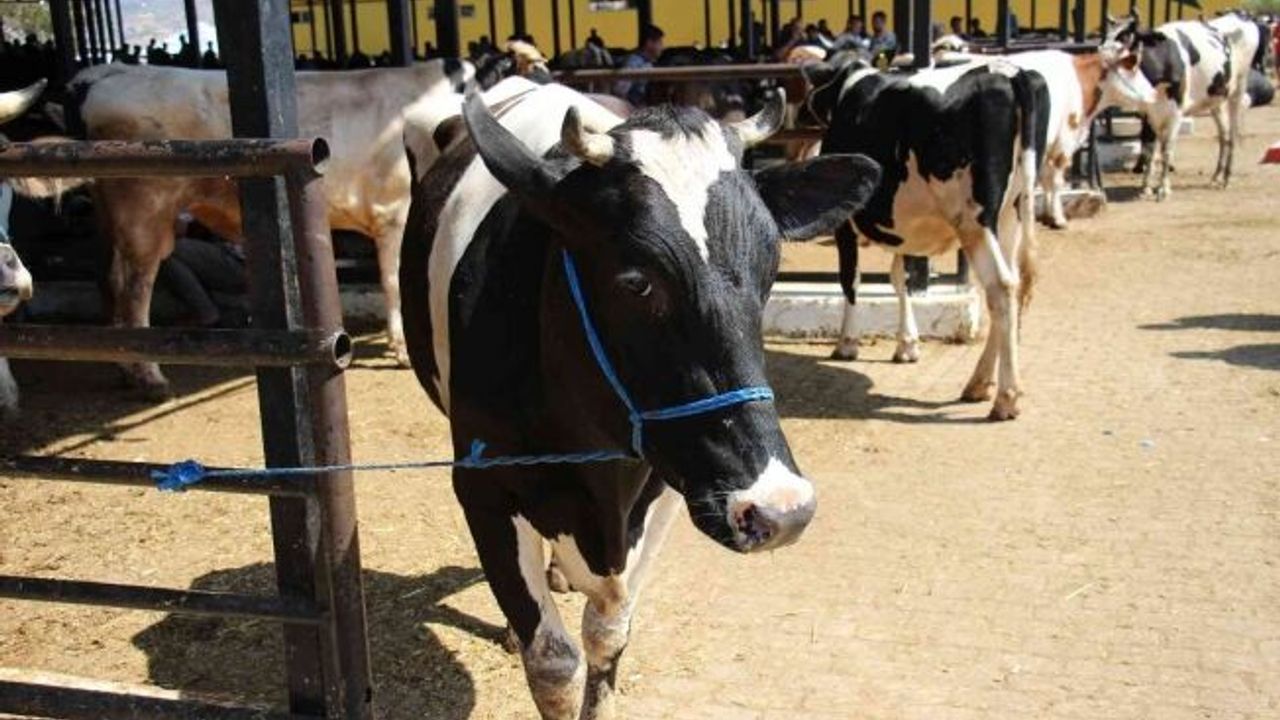 Aydın'da büyükbaş ve küçükbaş hayvan sayıları arttı - Gazete Rize / Rize Haber / Son Dakika Rize Haberleri