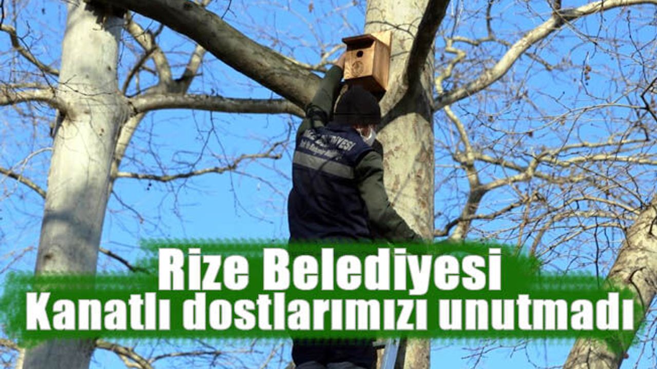 Rize Belediyesi kanatlı dostlarımızı unutmadı, ağaçkara kuş yuvası taktı