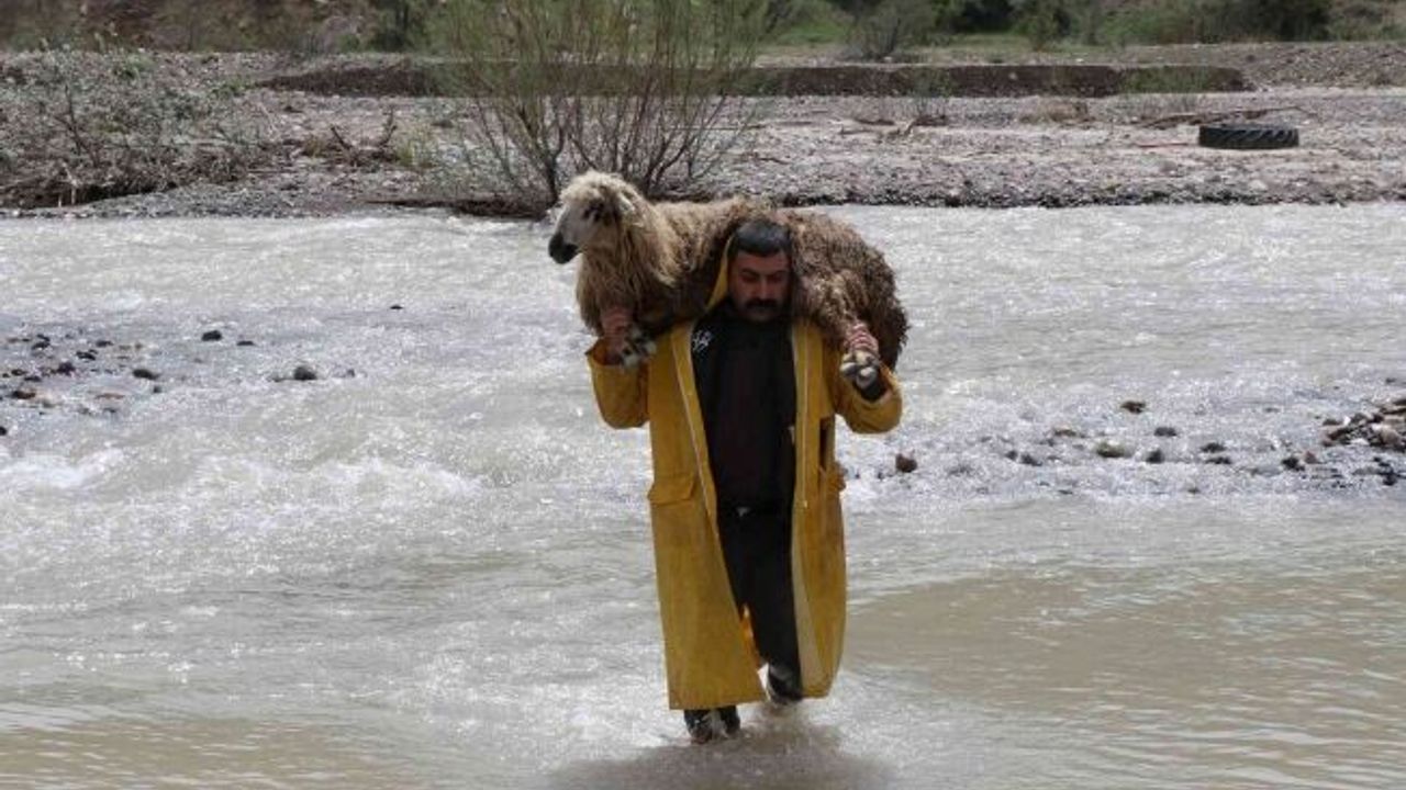 Besici sesini duyurabilmek için koyunu sırtında akarsudan geçirdi