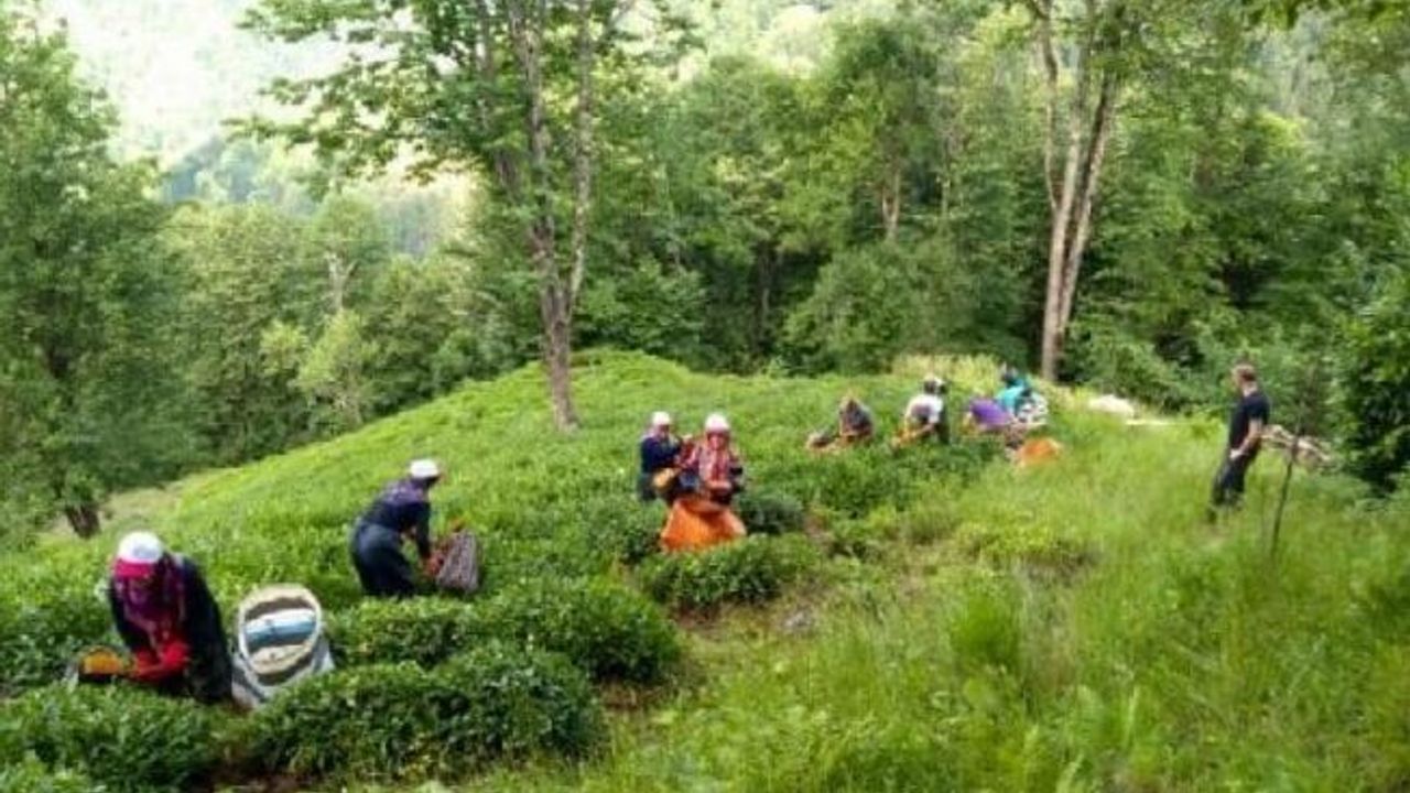 Çay Kanunu Teklifi, TBMM Başkanlığı'na sunuldu