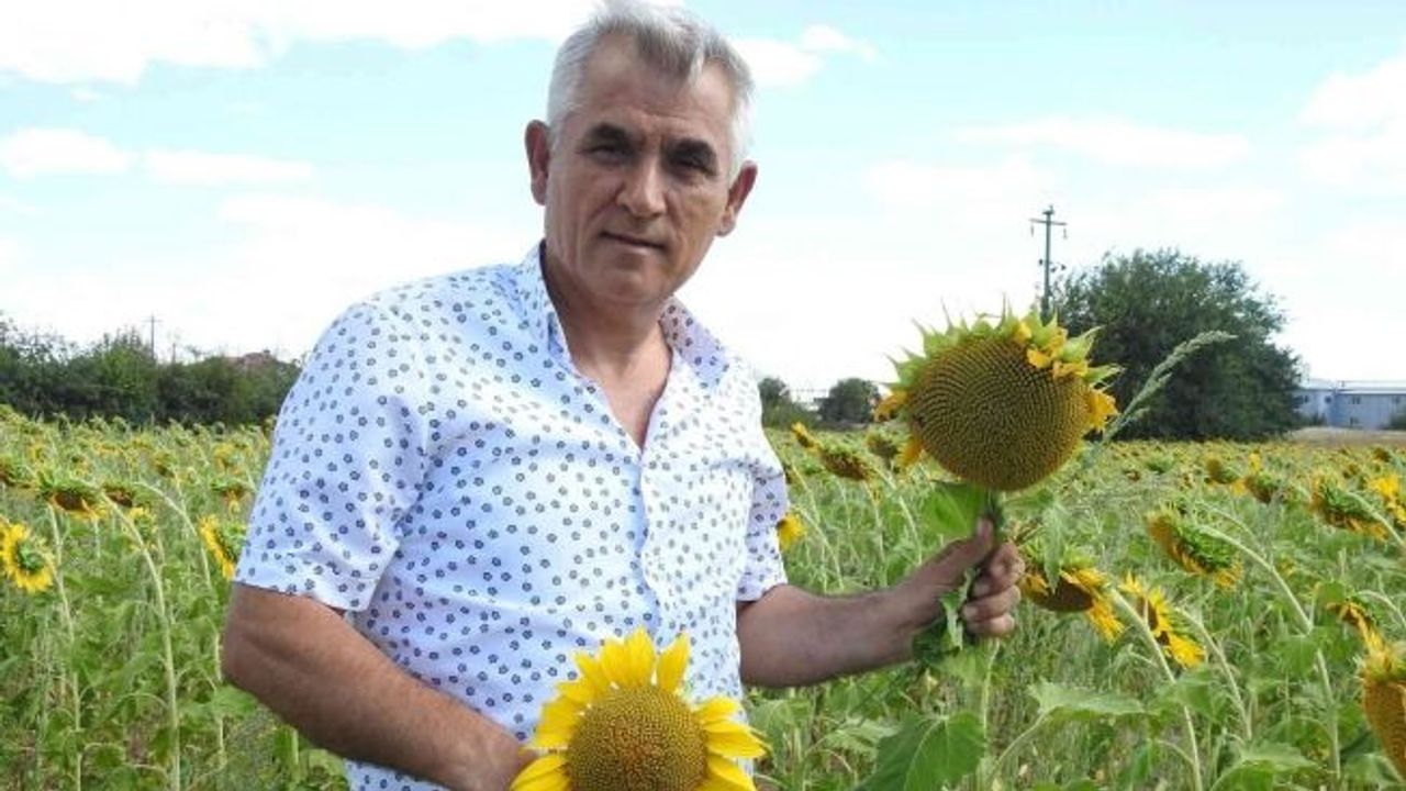 Ayçiçeği hasadına haftalar kala Prof. Dr. Kaya, "Yeşil ot canavarı" diyerek büyük tehlikeye ve verim kaybına dikkat çekti