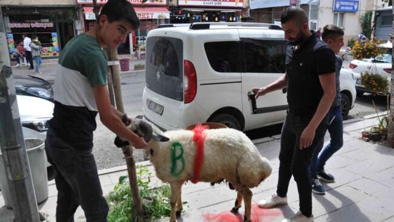 Kars’ta geline ‘süslü koç gönderme geleneği’ sürüyor