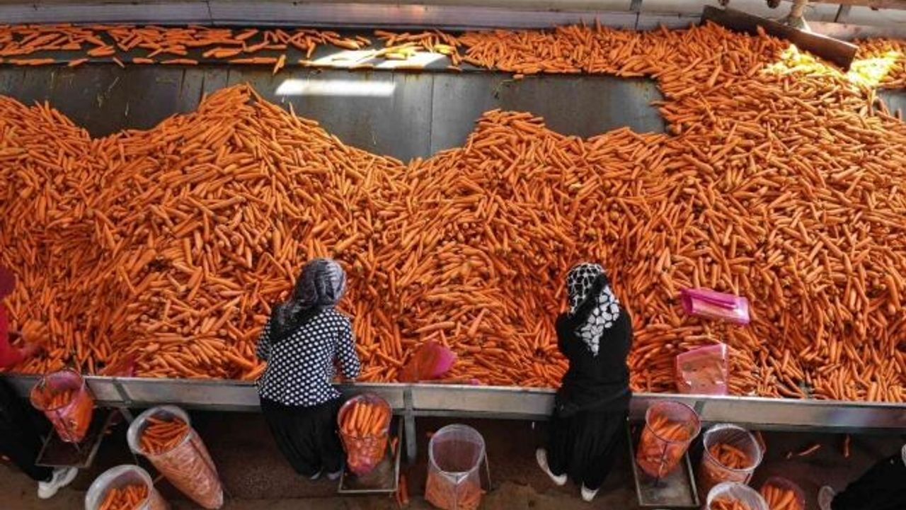 Konya Ovası’nda 55 bin dekarlık alanda havuç hasadı başladı