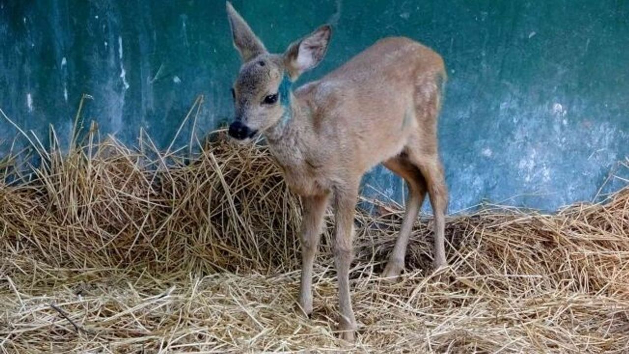 Osmaniye’de köylülerin bulduğu yaralı yavru karaca tedaviye alındı