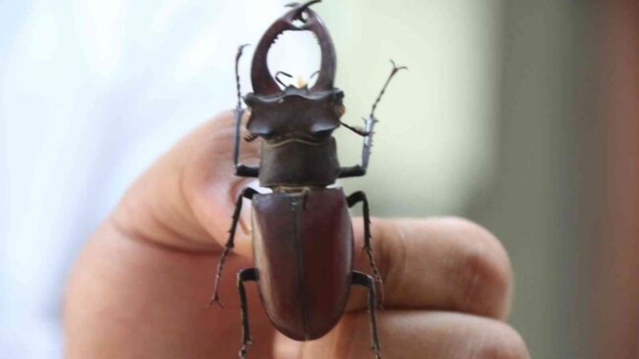 Yanan ormanlık alanlardan 60 yıldır toplanan böcekler bu müzede sergileniyor