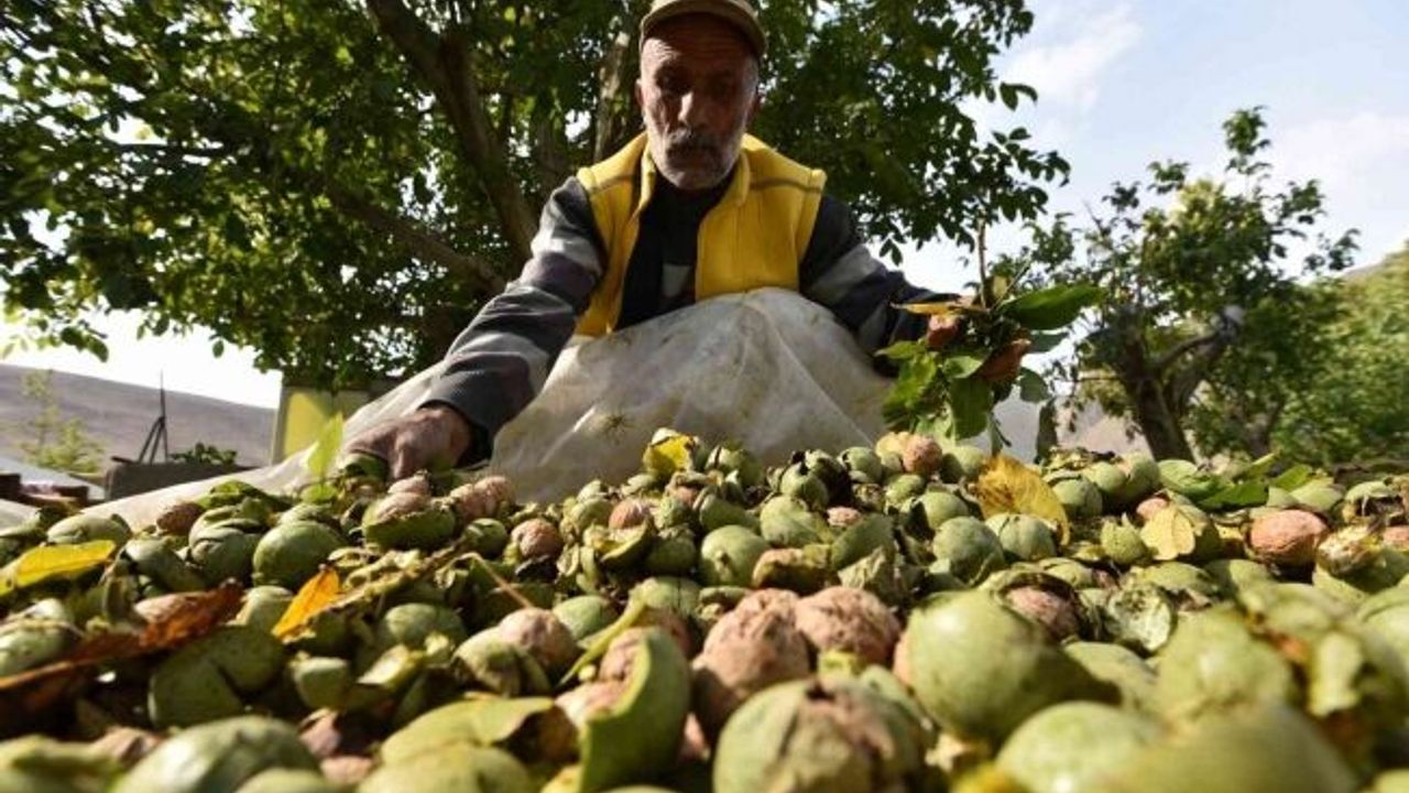 Dünyaca ünlü Adilcevaz cevizinin hasadı devam ediyor
