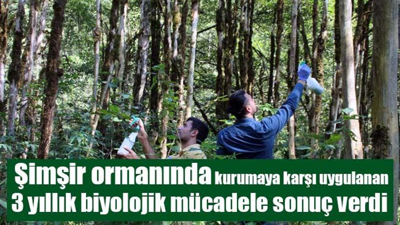 Şimşir ormanında kurumaya karşı uygulanan 3 yıllık biyolojik mücadele sonuç verdi