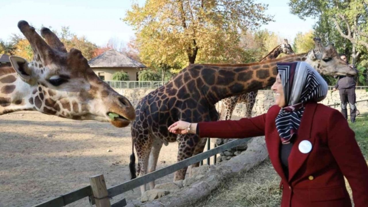 Bursa Hayvanat Bahçesi 24 yaşında - Gazete Rize / Rize Haber / Son Dakika  Rize Haberleri