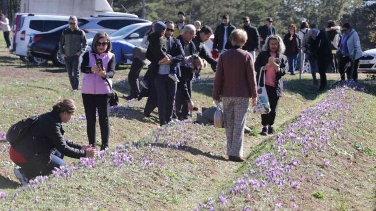 Safran tarlaları üç haftada 60 bin ziyaretçiyi ağırladı
