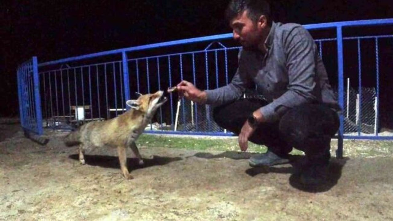 Okul müdürü dostluk kurduğu tilkiyi eliyle besliyor