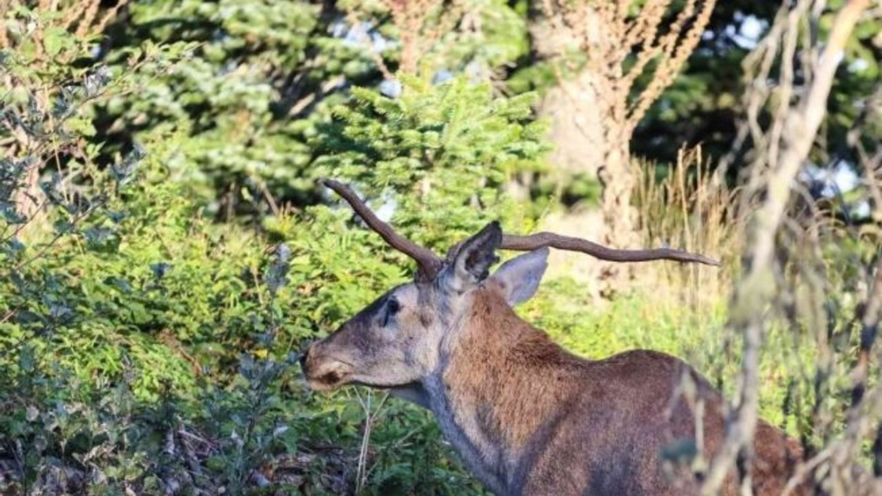 Türkiye’nin en şansız geyiği görüntülendi, şanssızlığının altında yatan sebep ise bir hayli ilginç