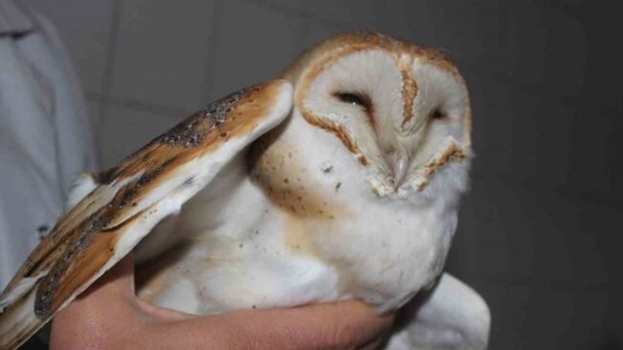 Ender görülen peçeli baykuş yaralı halde bulundu