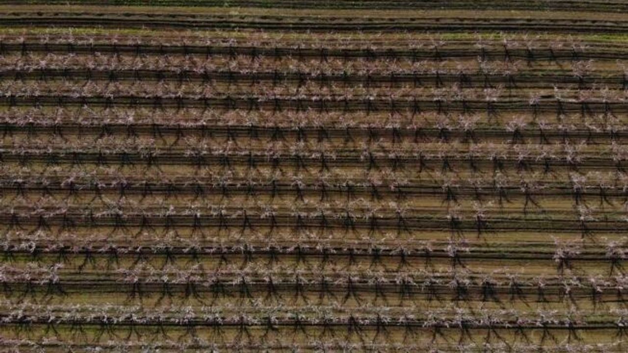 Depremin vurduğu Hatay’ın Amik Ovası’nda, meyve bahçeleri çiçek açtı