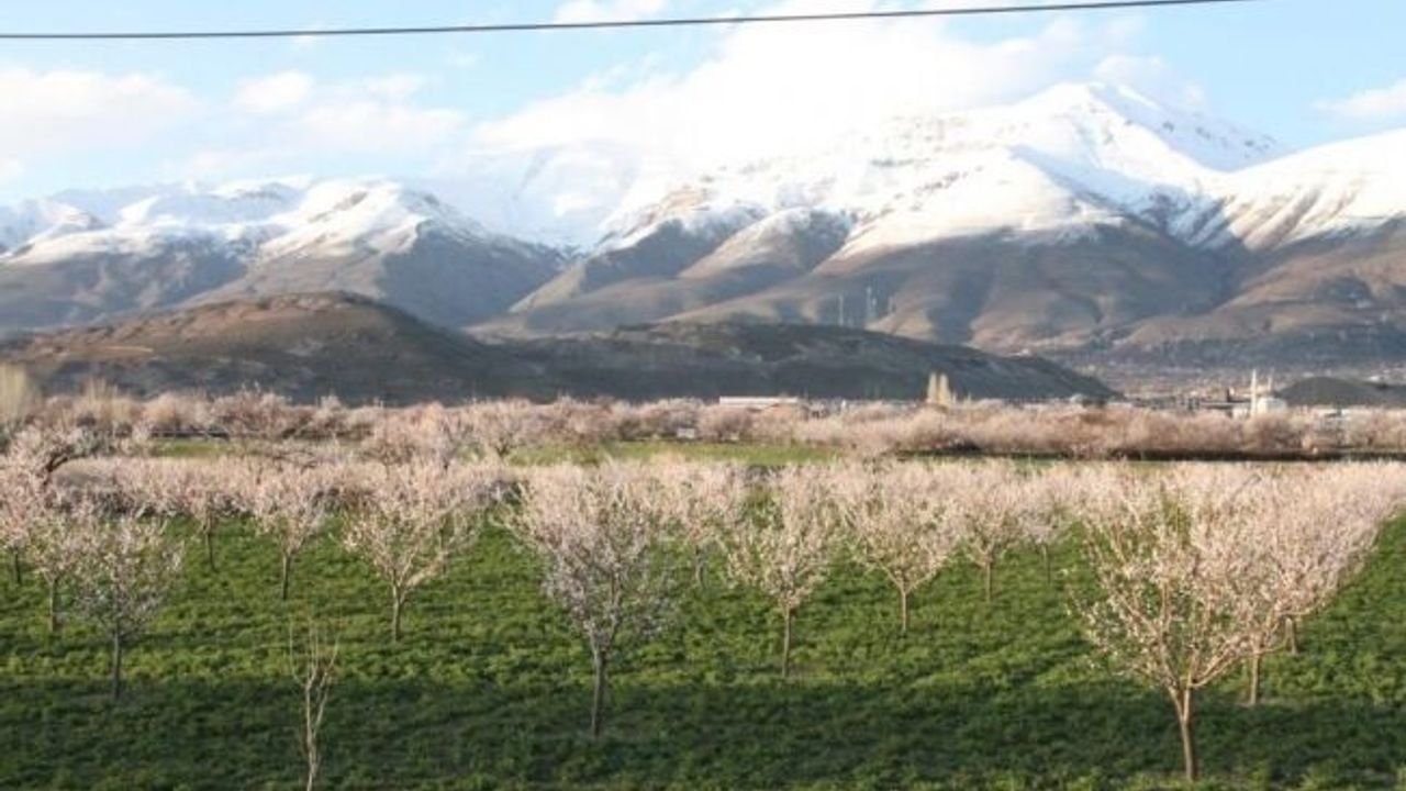 Erzincan’da çiçek açan kayısı ağaçları donma tehlikesi altında