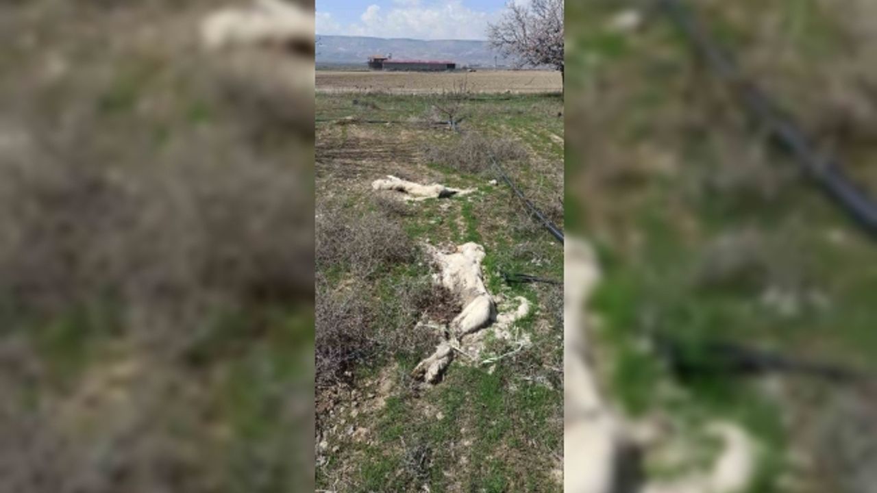 Kayseri’de ayakları bağlı 2 köpek ölüsü bulundu