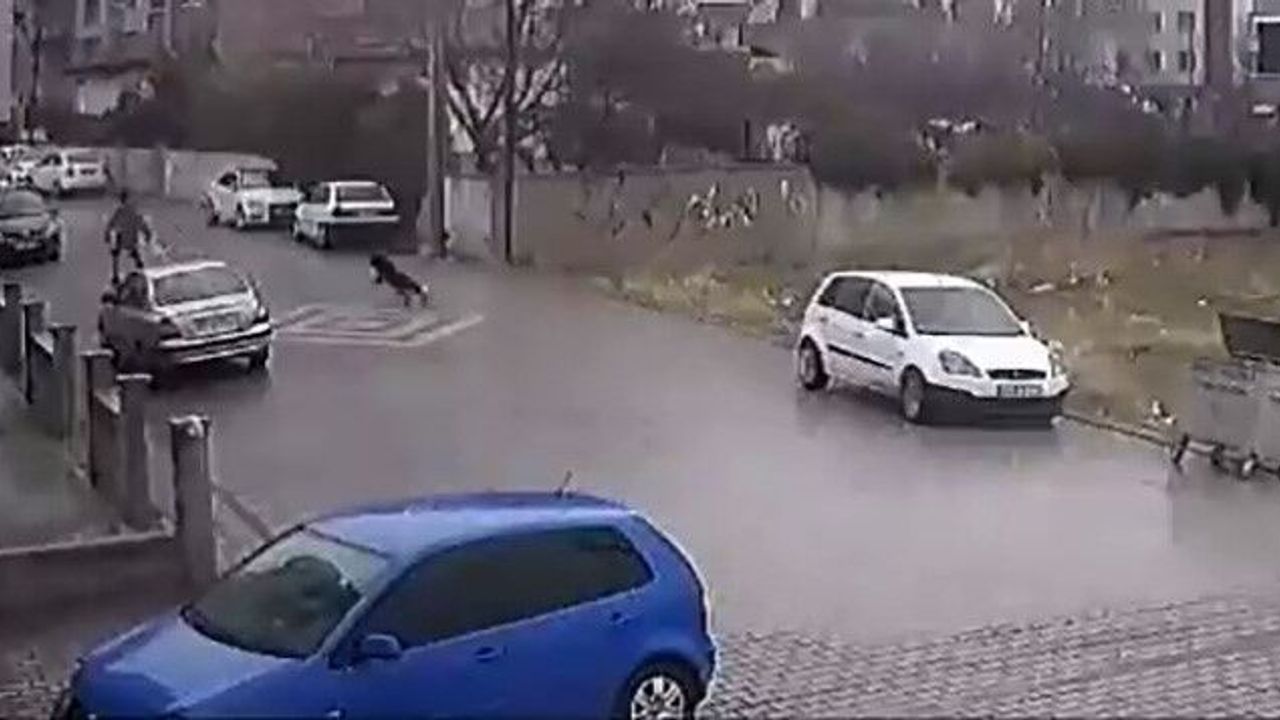 Kendisine doğru koşan köpekleri fark etti, otomobil üzerine çıktı