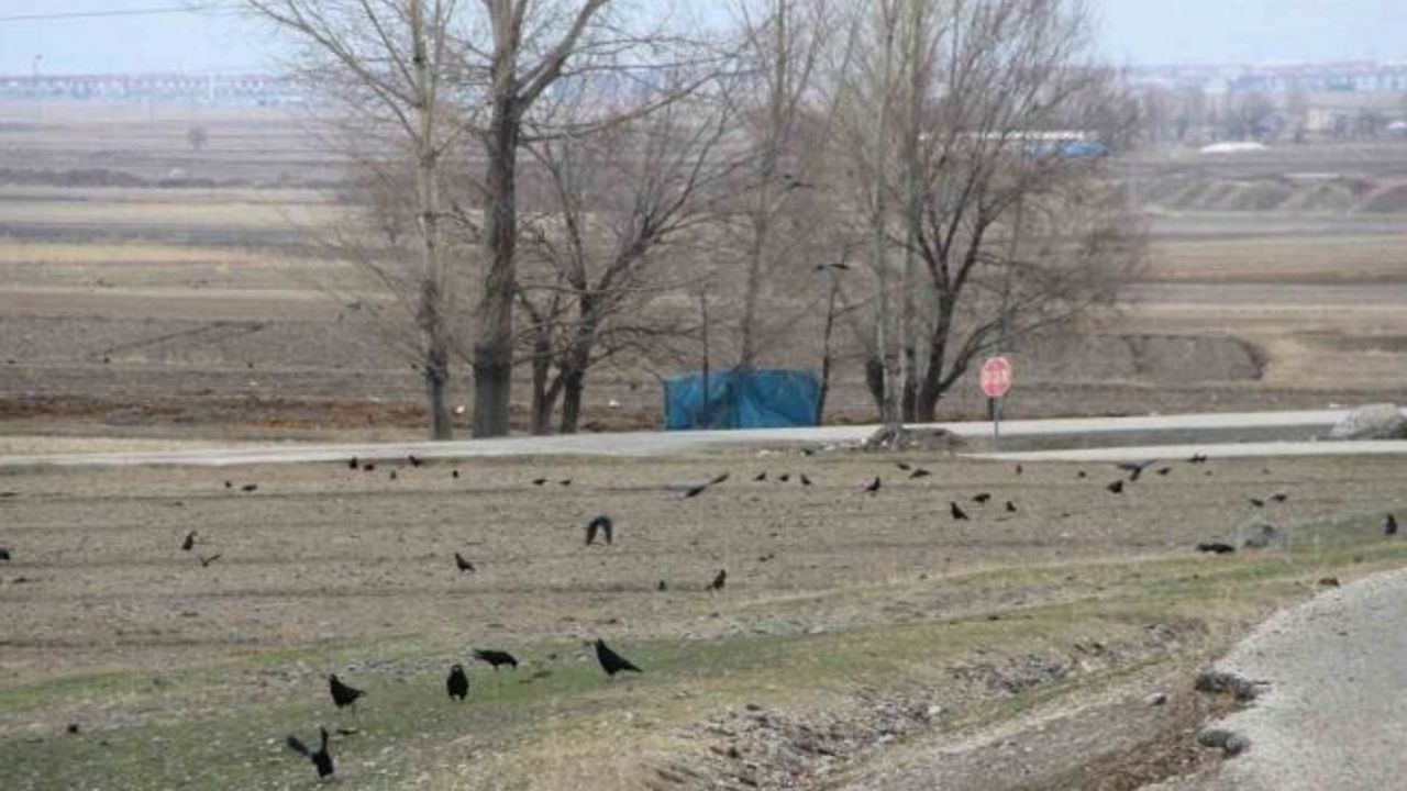 Köyü istila eden kargalar bahçe ve tarlalara dadandı