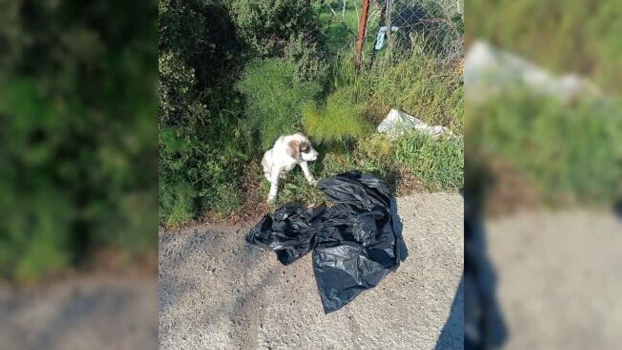 Yavru köpeği ağzı bağlı poşete koyup yol kenarına atmışlar