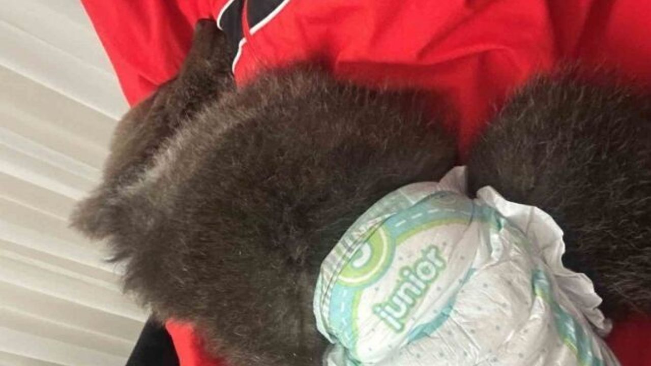 Bebek bezli yavru ayı ‘Yogi’ evin maskotu oldu