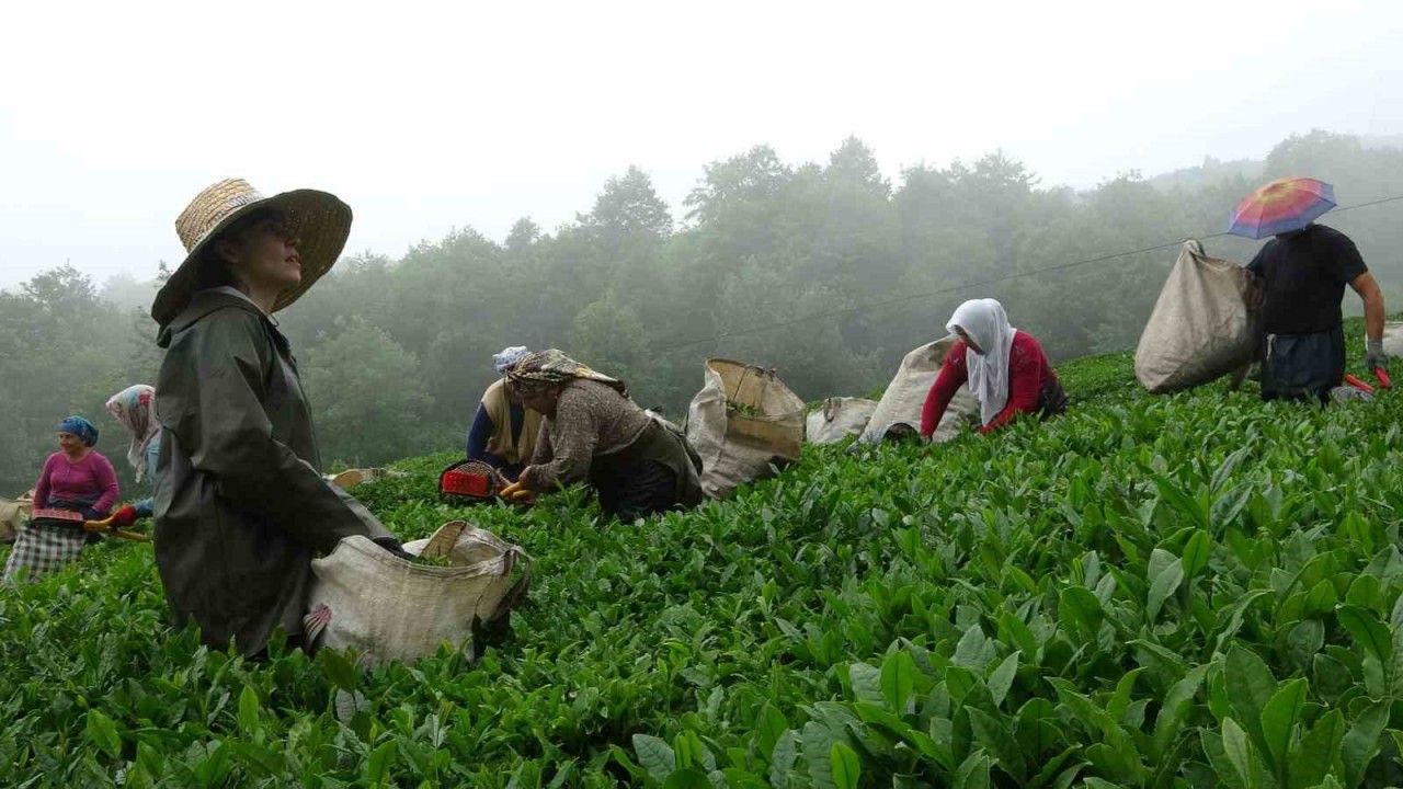 Dünyanın en kaliteli fındığının üretildiği Giresun’da kemençe eşliğinde çay hasat şenliği yapıldı