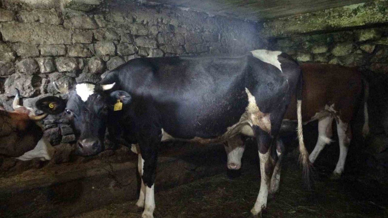Trabzon’un 85 mahallesine şap hastalığı nedeniyle hayvan giriş ve çıkışı yasaklandı