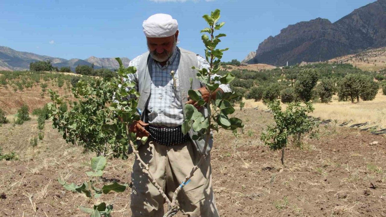 Huzur ortamının sağlandığı Şırnak’ta boşaltılan köyler fıstık bahçeleriyle yeniden hayat buluyor
