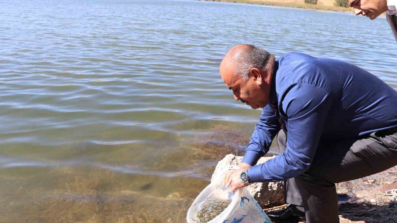 Sivas’ta 1 milyon adet yavru balık göllere bırakıldı