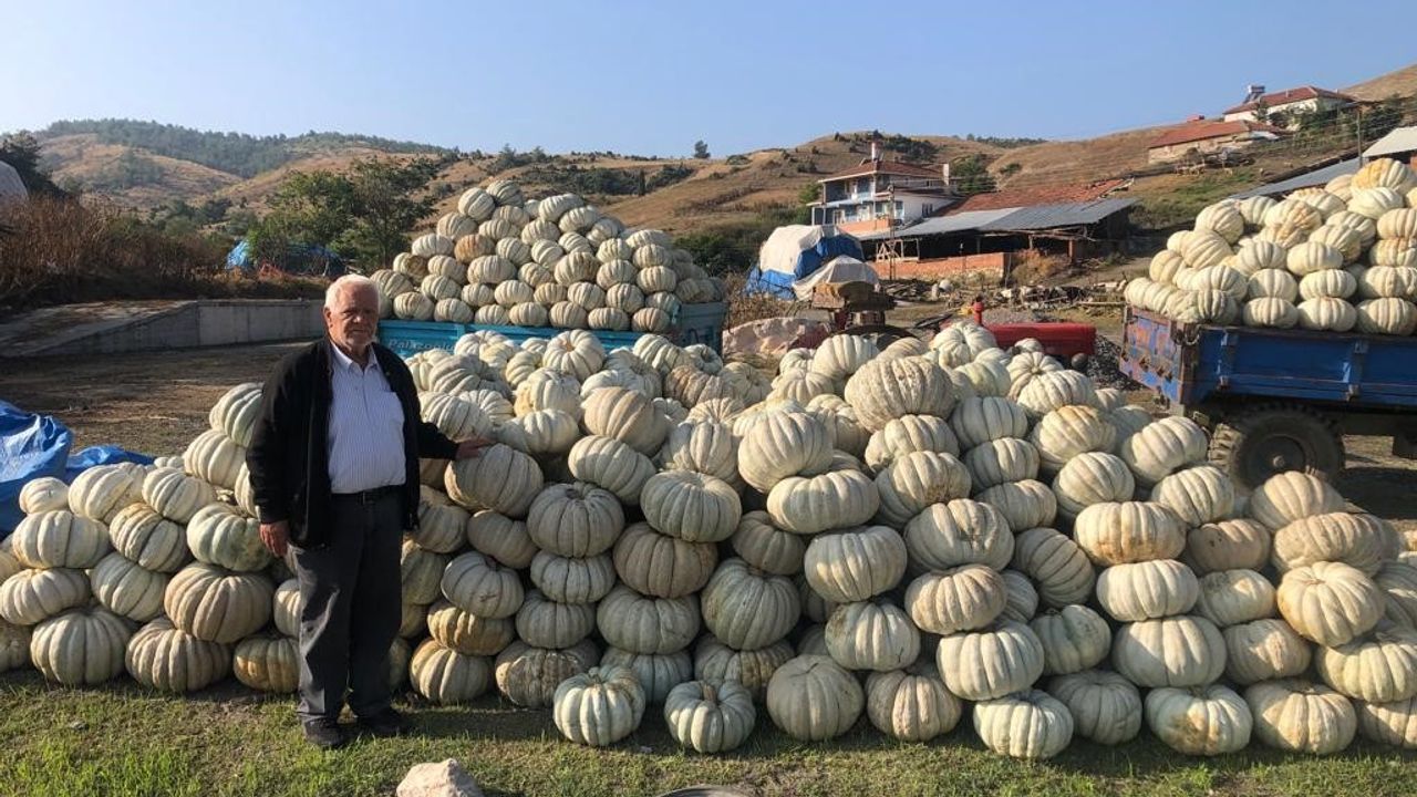 Bilecik'te kestane kabağı üretiminde bu yıl rekor artış yaşandı - Gazete Rize / Rize Haber / Son Dakika Rize Haberleri