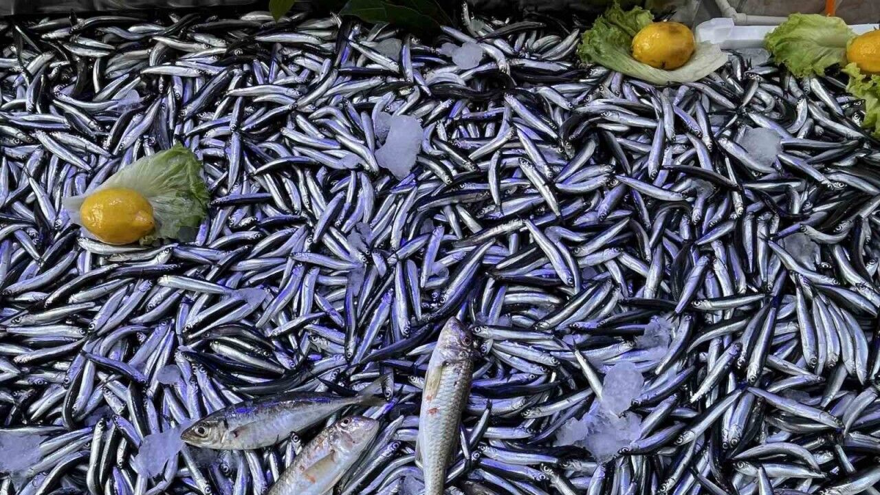 Rize'de Hamsi Bereketi