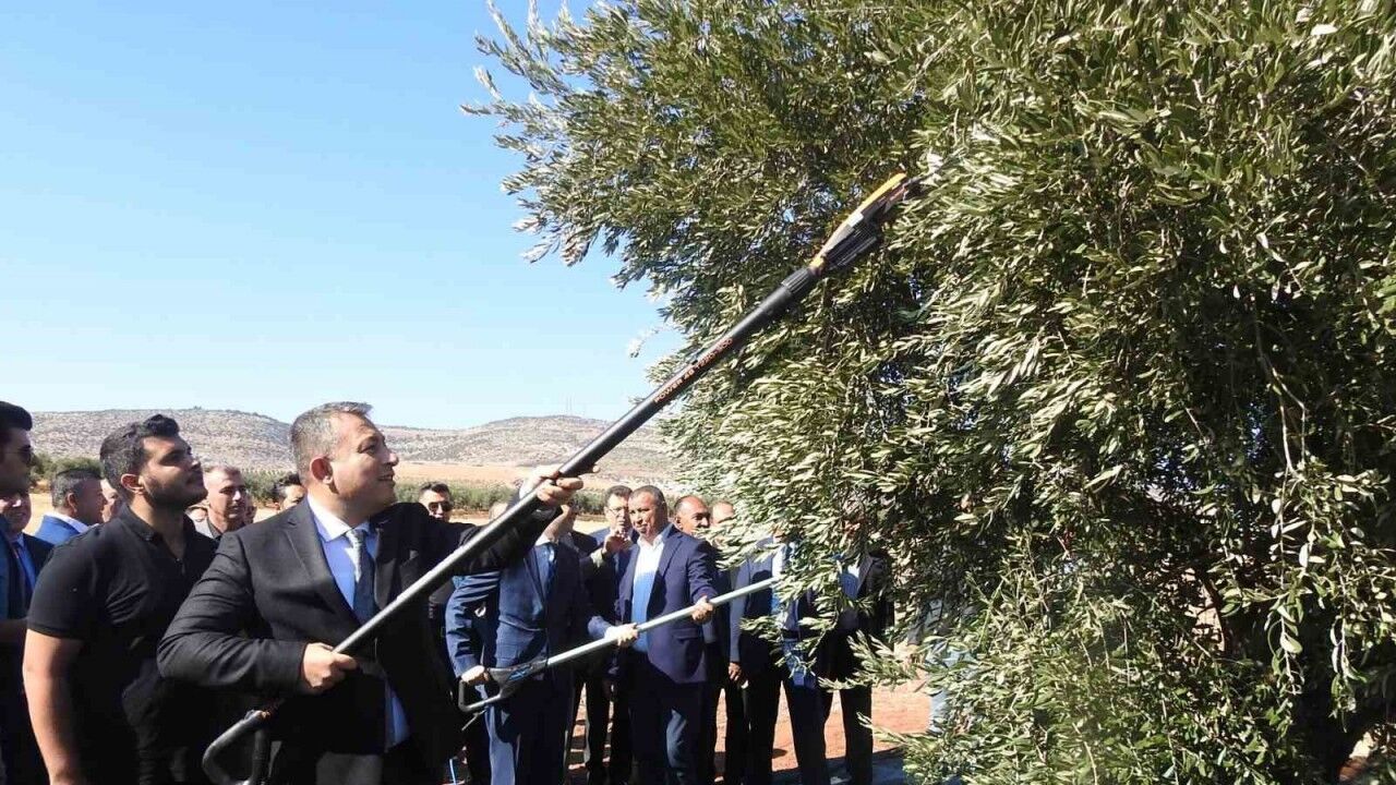 Türkiye’nin en kaliteli zeytinin üretildiği Kilis’te hasat başladı