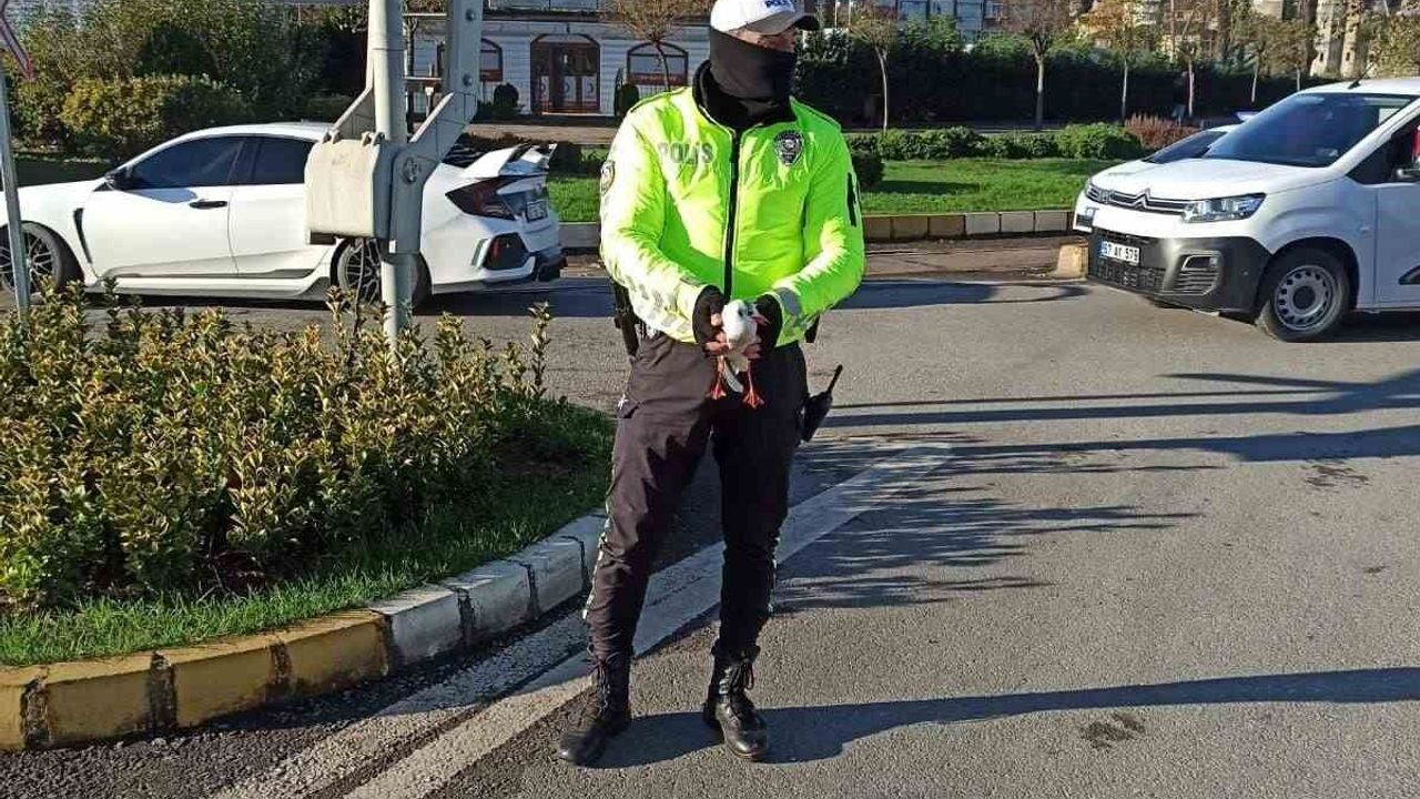Yaralı martıya polisten şefkat eli