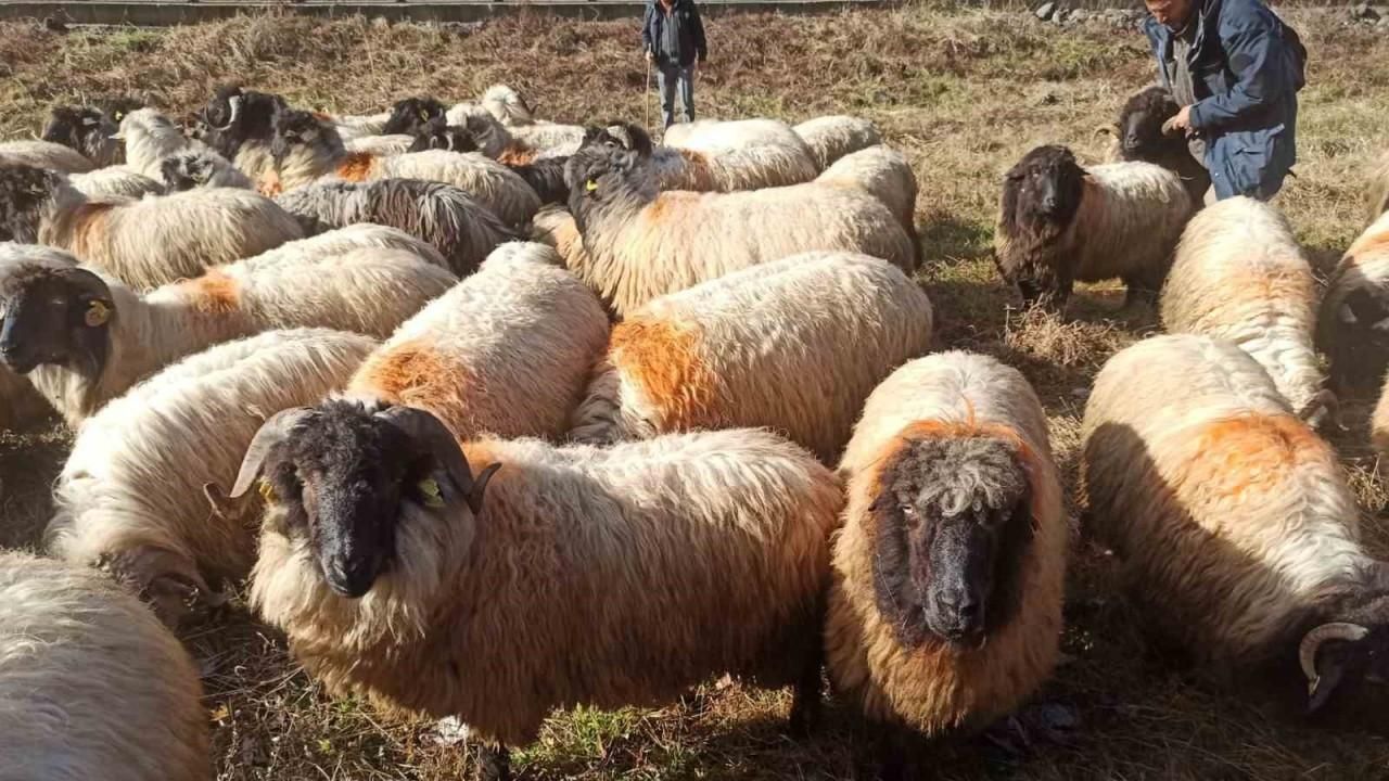 Çepni koyunu koruma altına alındı
