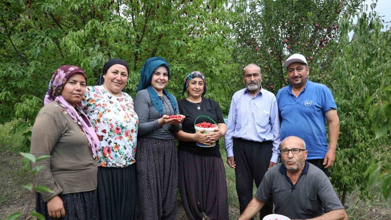 Toroslar'da yetişen şifalı kızılcık kirazının hasadı başladı - Gazete Rize / Rize Haber / Son Dakika Rize Haberleri