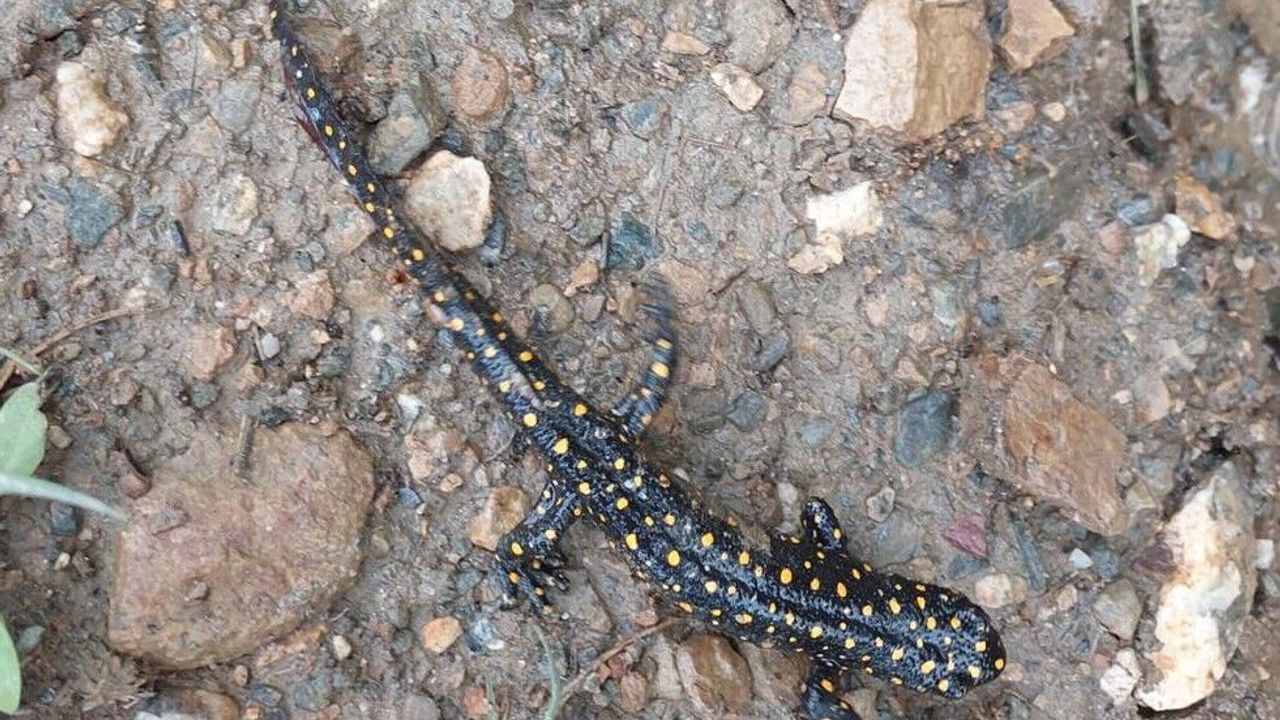 Bitlis’te benekli semenderler sürü halinde görüntülendi