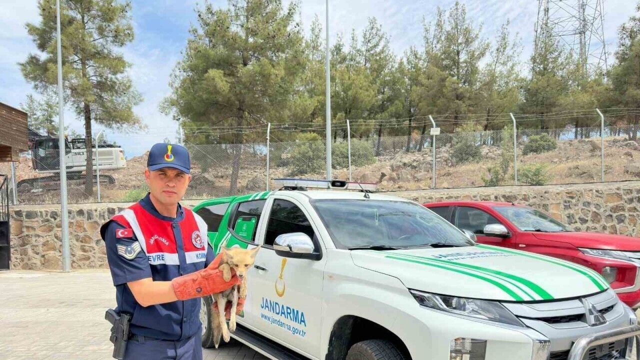 Kilis’te yaralı halde bulunan tilki koruma altına alındı