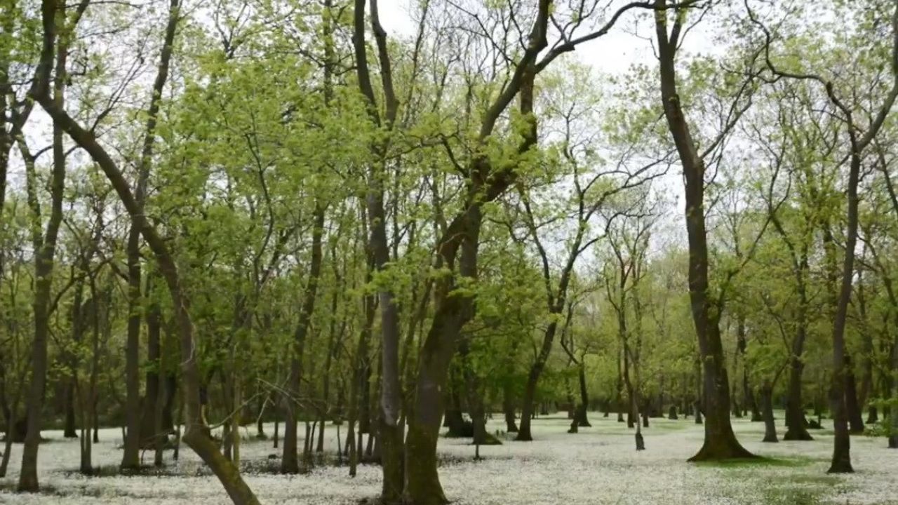 Samsun Kızılırmak Deltası: Karadeniz’in sessiz cenneti