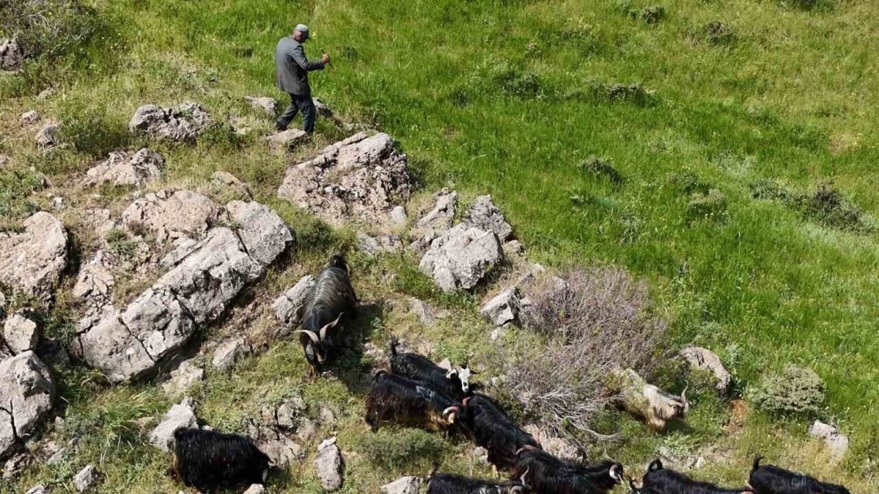 Bitlis’te kaçan 26 kurbanlık keçi dronla bulundu