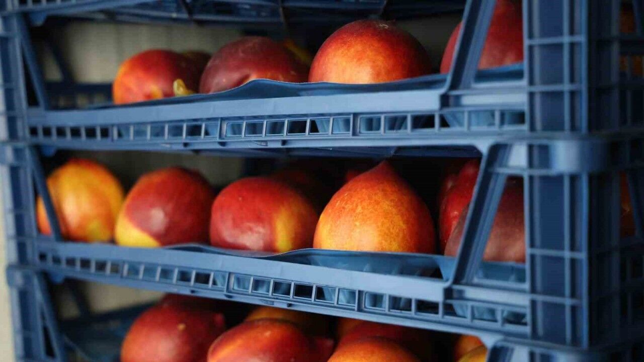 Yüzyılın don olayı sonrası fırsatçılık tepkisi: "Elimde liste var, şeftali 120 lira olmaz"